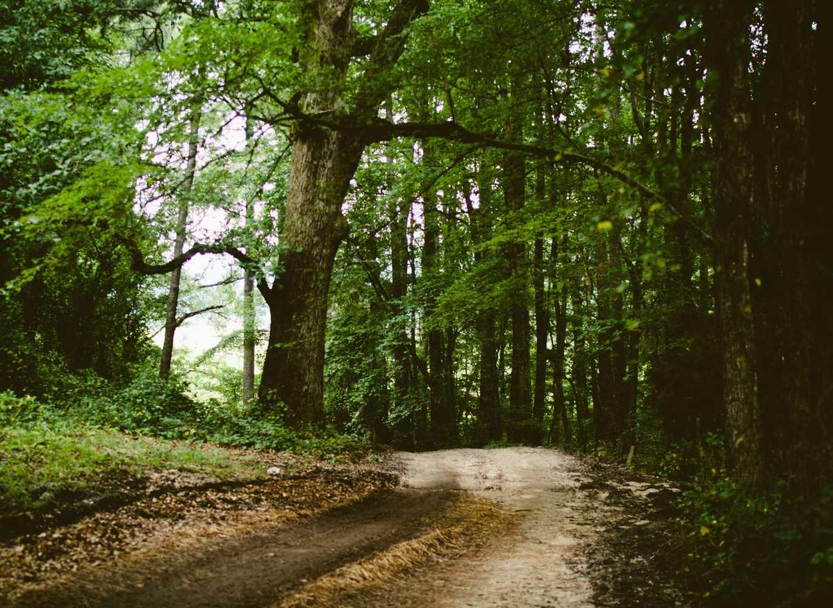 雪鹰领主:鞋垫购买平台有哪些