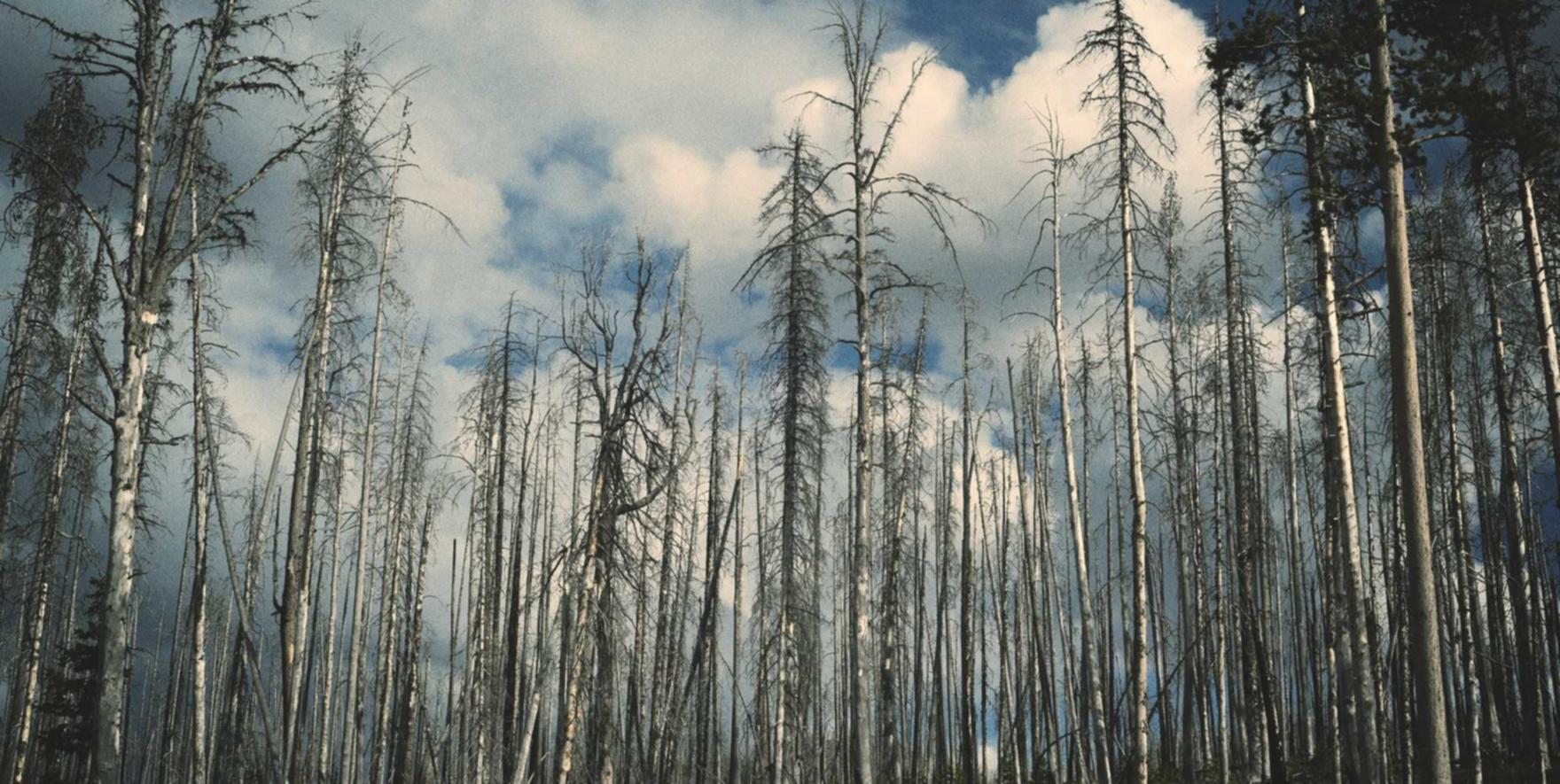 一起来捉妖:借贷代理平台