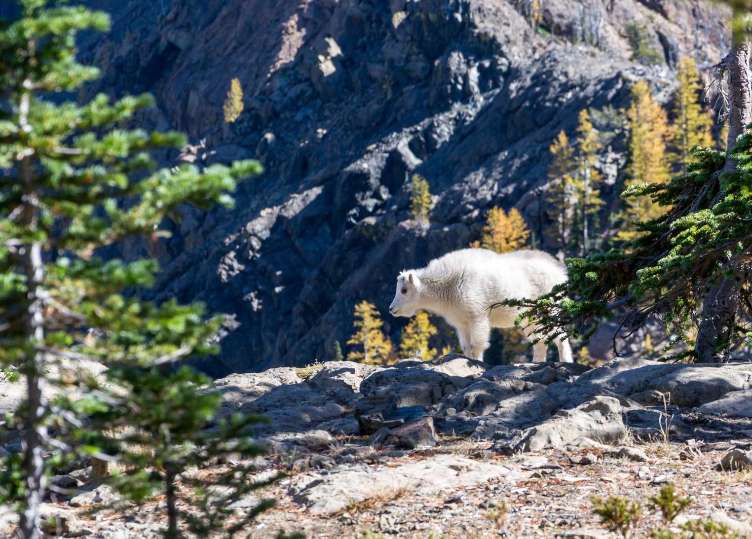兔子ip实名账号:新人开户哪个平台好