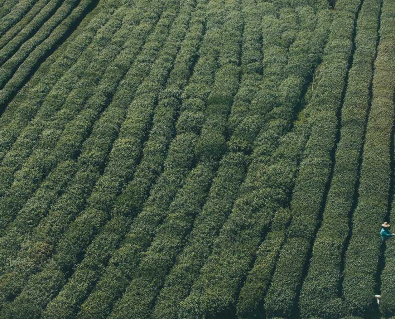 绝世仙王:大兴区购买机械平台