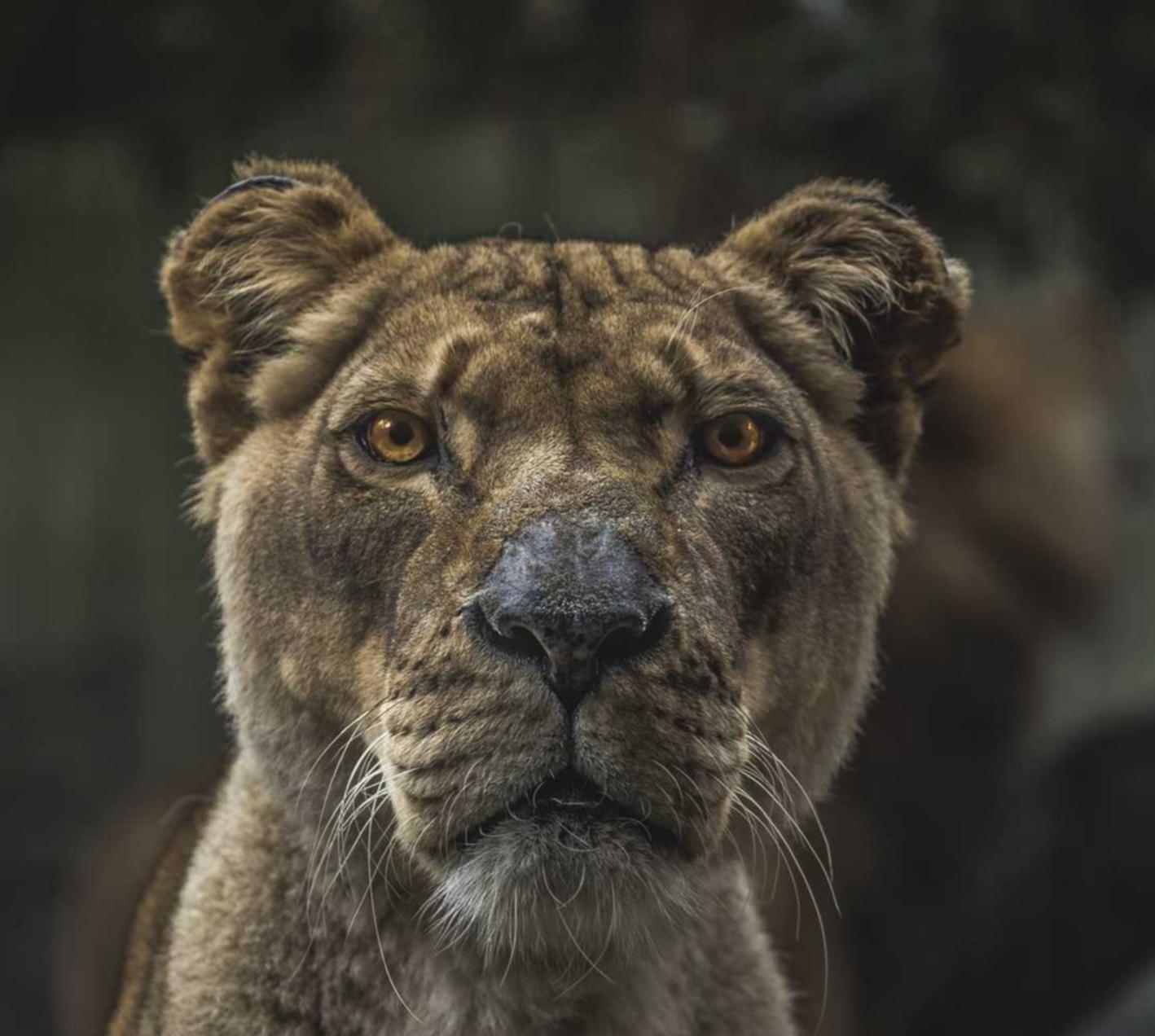 阿里通信实名账号:正规私聊代理平台