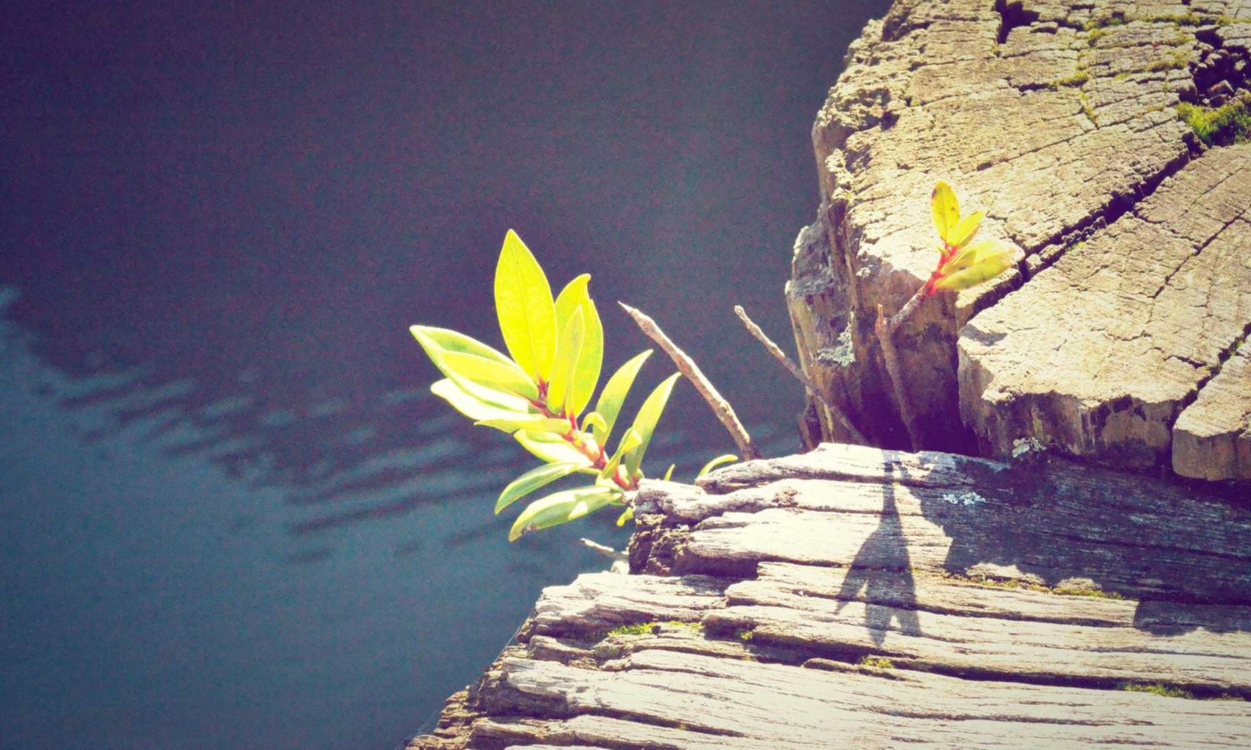 欧盟好彩柠檬双爆珠:京东平台购买国债可靠吗