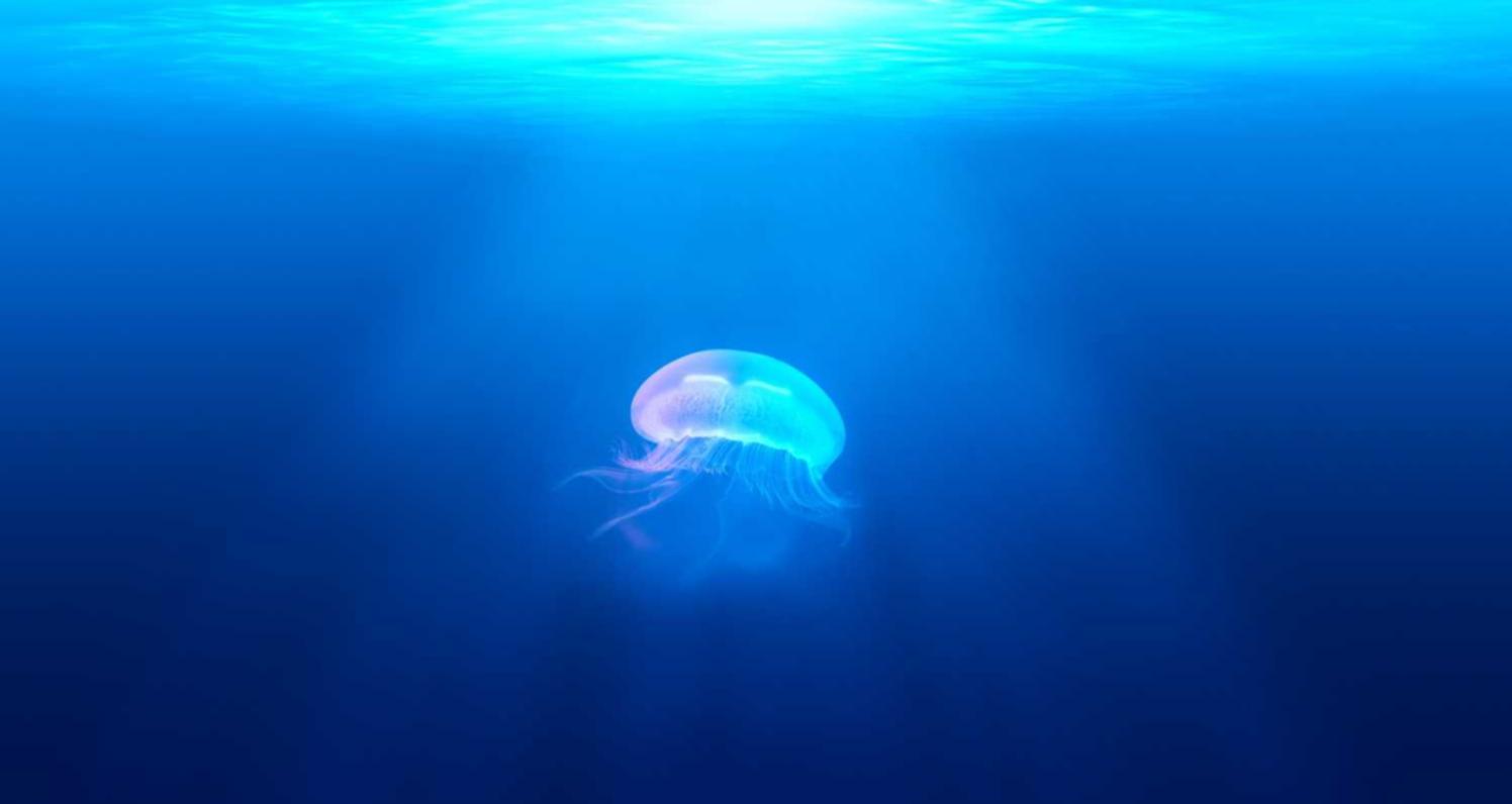 小鸟云实名账号:交行代理付款平台