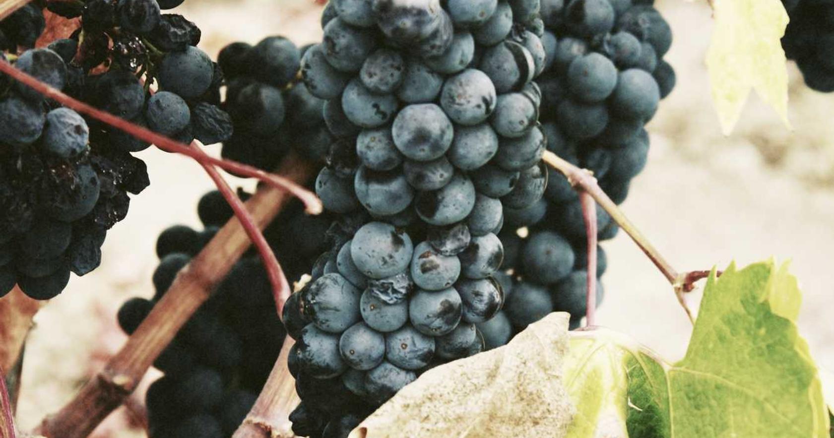 芝麻开门实名账号:流量卡和人工智能技术的结合