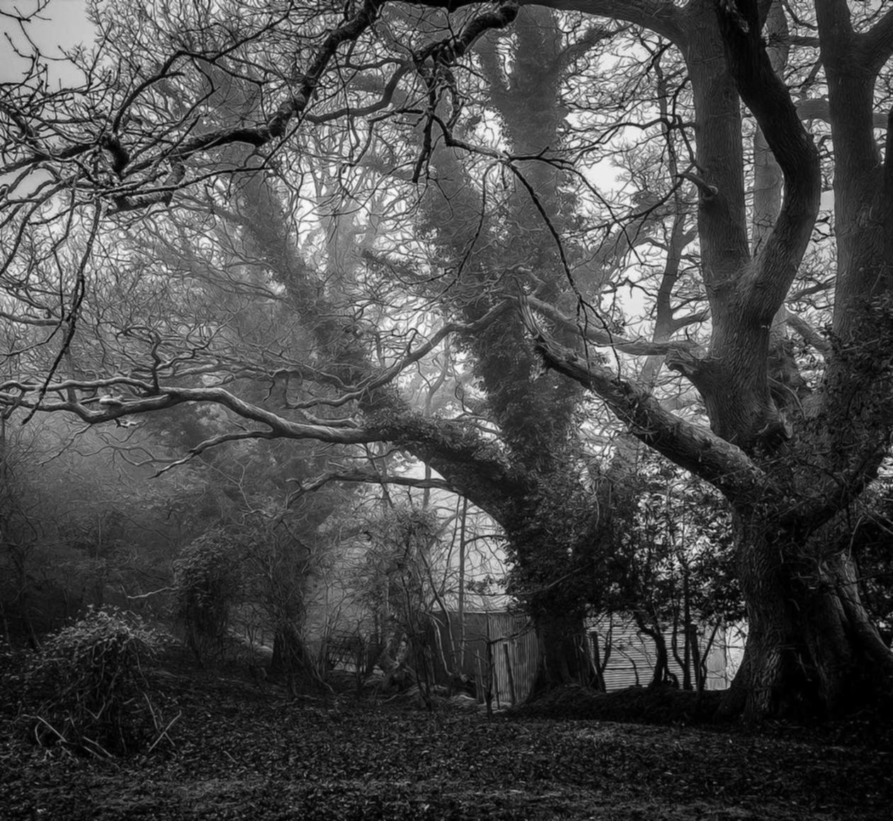 凤凰襄阳樊城代理商标注册